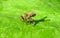 Bee drinks water on a green leaf, closeup