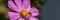 Bee drone collects nectar from a pink-purple flower, close-up.  Web banner