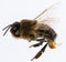 A bee drone male bee close up with with visible genital organs