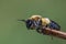 Bee drying out on a tree branch after getting drenched in a sudden rain downpour