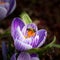 Bee at dutch crocus