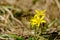 Bee on early spring flowers. A European or western honey bee sits on a yellow flower. bee collects nectar on yellow