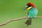 Bee eater