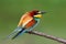 Bee eater