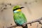 Bee eater