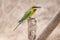 Bee-eater bird