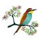 Bee-eater bird on a flowering branch with berries. Vector illustration.