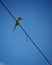 bee eater bird on power supply cable