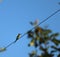 bee eater bird on power supply cable