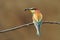 Bee-eater bird with prey. Merops apiaster close-up