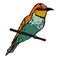 Bee eater bird vector illustration Cartoon bird