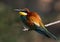 A bee-eater birdie