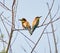 Bee eater birds