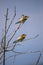 Bee eater birds in various postures