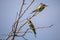 Bee eater birds in various postures