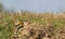 Bee Eater couple on the ground