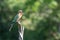 bee eater on a deadwood tree