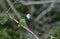 Bee-eater eating butterfly on branch.