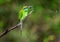 Bee-eater eating butterfly on branch.