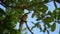 Bee-eater eating a dragonfly