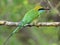 Bee-eater eating insect on branch. Little Green Bee-eater.