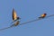 Bee-eater, European bee-eater birds on wire