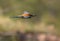 Bee Eater in flight