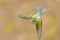 Bee eater flight