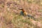 Bee-eater on the floor making the nest