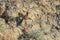 Bee-eater flying in a dynamic pose.