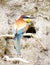 Bee-eater in front of nest