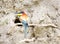 Bee-eater in front of nest