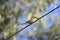 Bee eater on a high power cable