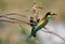 Bee eater and hoopoe together