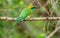 Bee-eater with insect in beak on branch.