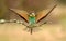 bee-eater lands with open wings