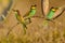 Bee - eater Merops apiaster