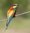 Bee-eater, Merops apiaster. One of the most colorful birds