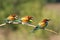 Bee-eater, Merops apiaster. One of the most colorful birds