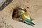 Bee-eater ready to enter its burrow nest