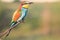 Bee-eater sits on a branch on a spring day