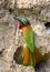 Bee-eater sits near its hole. Africa. Uganda.