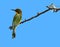 Bee eater sitting on a branch