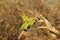 Bee-eater, Swallow tailed - African Wild Bird Background - Colorful Friends