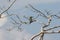 Bee-eater at Wilpattu