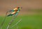 Bee eaters