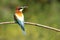 The bee-eaters