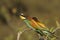 Bee Eaters