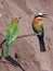 Bee-Eaters - Botswana