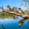 Bee-eaters on a Branch